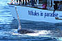 Morning Whale Watching & Gold Coast Canal Cruise (7.30am)