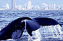 Morning Whale Watching & Gold Coast Canal Cruise (7.30am)