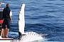 Morning Whale Watching & Gold Coast Canal Cruise (7.30am)